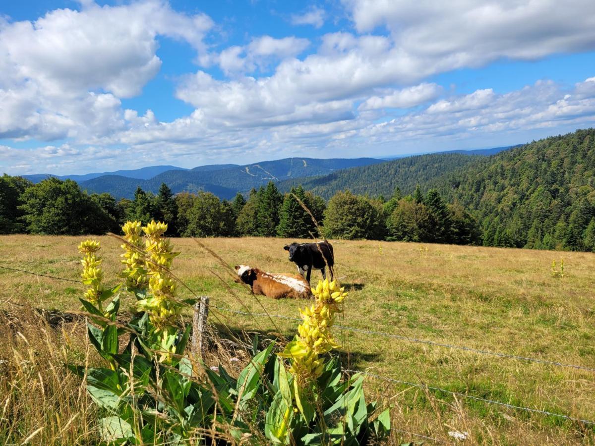 Appartement Chaleureux Au Coeur Des Hautes Vosges Ventron Dış mekan fotoğraf